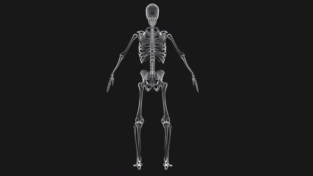 Skeleton Walking On Alpha Background