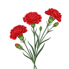 Obraz premium A bouquet of vibrant red carnations with green stems and leaves isolated on transparent background