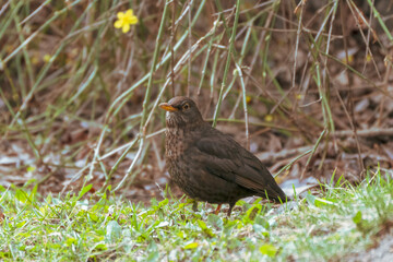 Fototapeta premium Common blackbird stands on green grass. Yellow flower blooms behind dry twigs. Dark brown feathers cover the bird's body. Its orange beak stands out. Natural light illuminates the scene