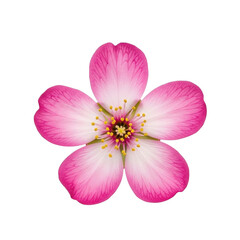 Fototapeta premium A vibrant pink and white flower with delicate petals and a yellow center. isolated on transparent background