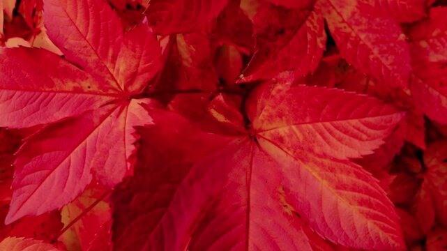 Red autumn leaves close up view, vibrant seasonal foliage texture, detailed natural botanical background with rich crimson tones, macro fall nature pattern for decorative design