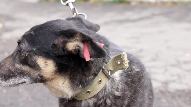 A mongrel black dog happily wags its tail.Portrait of adult dog with clip in ear in homeless animal shelter.