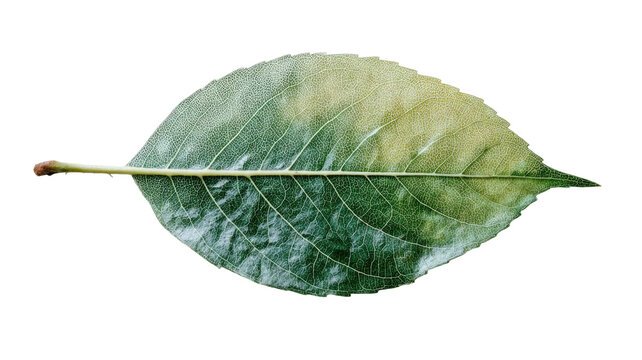 Single green leaf macro detailed veins texture natural foliage botanical element fresh plant isolated on white background