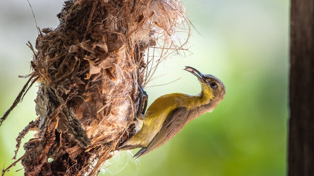 Female Sunbird feeding Chicks