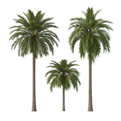 Obraz premium Three tall palm trees standing side by side in a natural setting isolated on transparent background
