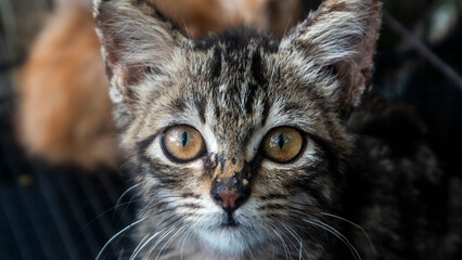 Obraz premium close up portrait of a cat