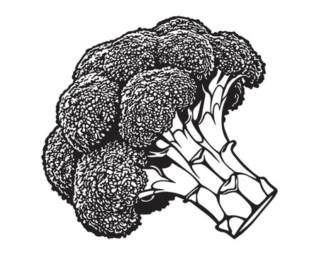Broccoli Head Close-up vector Stencil art
