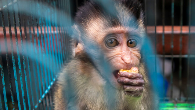 baby monkey in an iron cage	