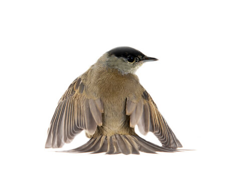 blackcap (Sylvia atricapilla, ad, male). A bird with outstretched wings, rear view. Isolated on a white background