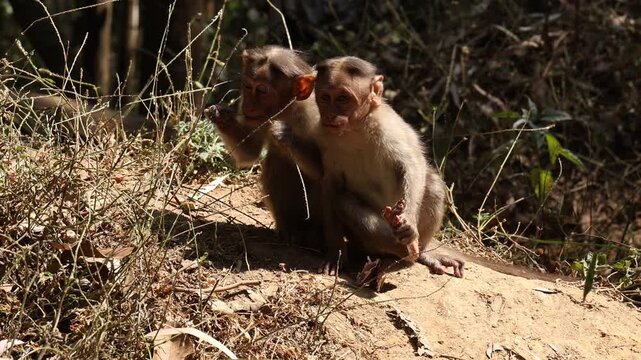 A pair of baby monkeys looking so cute posing  the camera.