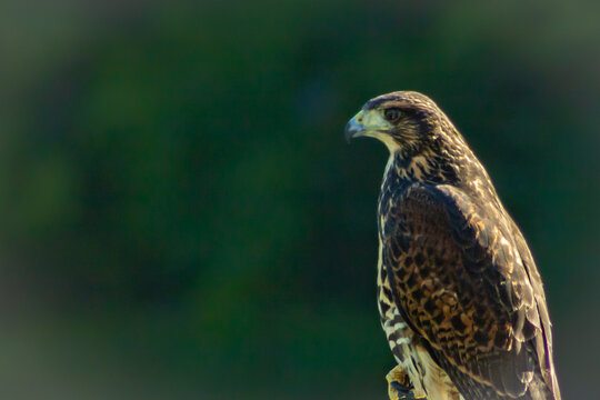 Juvenile Harris's hawk (Parabuteo unicinctus) perched on post, green bokeh background, Costanera Norte, Buenos Aires, Argentina