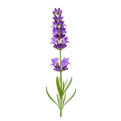 Obraz premium A close-up view of a purple lavender flower with green leaves isolated on transparent background