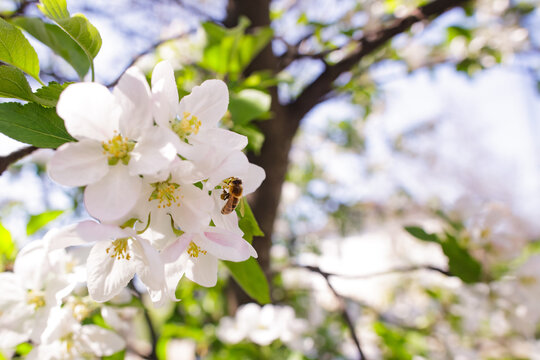 Honey bee pollinating white apple blossoms in spring garden. Concept of biodiversity and nature renewal.
