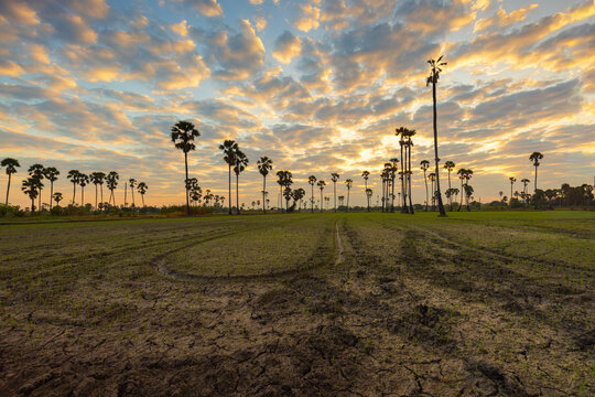 Sunrise over Sugar Palm Trees in Rural Rice Field with Dramatic Sky,A breathtaking sunrise scene in a rural countryside, featuring silhouettes of Asian Palmyra palm trees standing tall in a muddy.