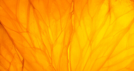 Fototapeta premium Macro view of backlit vibrant orange citrus fruit pulp texture,Extreme close-up macro photograph of a backlit slice of fresh orange. The light shines through the translucent citrus flesh, revealing.