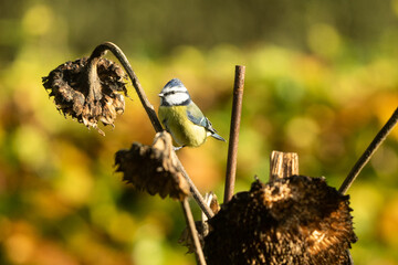 Close-up of a blue tit foraging on large, withered sunflower seed heads during a sunny late autumn afternoon, bathed in warm golden sunlight. © Richard