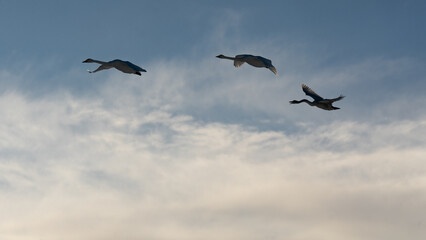 Naklejka premium Three swans flying in formation against a bright winter morning sky with golden sunlight