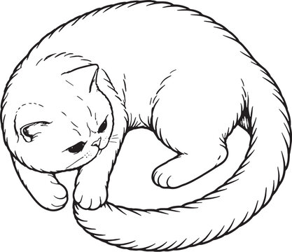 Exotic Shorthair Cat Chasing Tail Circle Pose Line Art Black White Cat Illustration