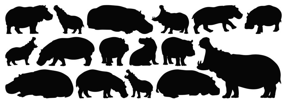 Hippopotamus Silhouette Set with Multiple Hippo Poses for African Wildlife Design Isolated on Transparent Background