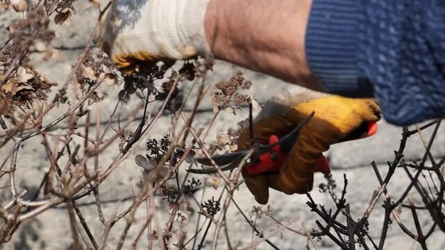 Mann schneidet &Auml;ste im Garten, Detailaufnahme der H&auml;nde bei der Baumpflege - Nat&uuml;rliche Gartenarbeit im Alltag, Pflege von Pflanzen mit Gartenschere, authentische Lifestyle-Szene im Freien