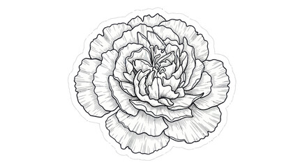 Obraz premium Hand Drawn Carnation Flower Outline, Delicate Botanical Illustration