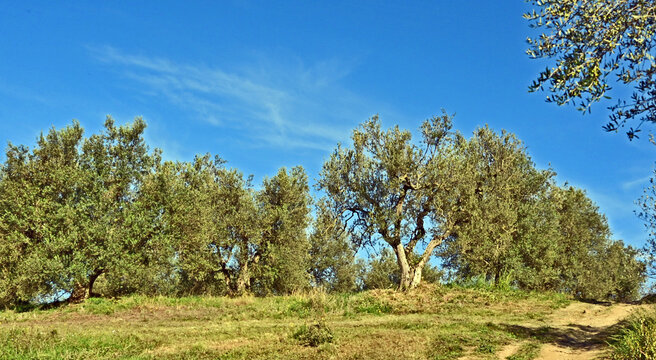 La via francigena fra Bolsena e Montefiascone, fra boschi, campagna  e uliveti e noccioleti, Tuscia, Lazio