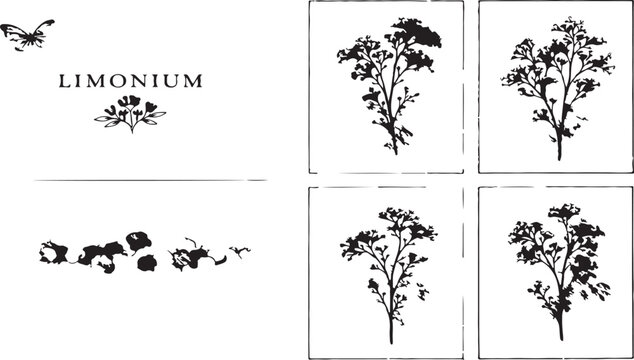 Floral Elegance: Artistic botanical sketches, featuring detailed illustrations of limonium plants, artfully captured to showcase the subtle beauty of nature's design. 