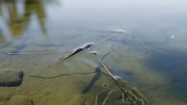Gliding Insect On Reflective Pond. Sunlit Shallow Pond Shows Tranquil Ripples And Mossy Depths
