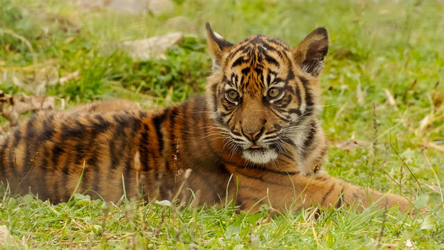 A Sumatran tiger cub rests on grassy terrain, showcasing its striking stripes and attentive gaze in a natural outdoor environment.