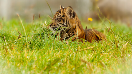 Obraz premium A Sumatran tiger cub rests in a grassy area at Manor Wildlife Park, Pembrokeshire, showcasing its striking orange and black stripes against a blurred natural backdrop.