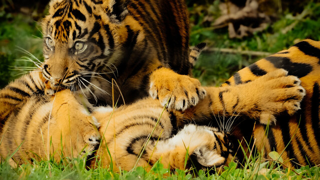 Sumatran tiger cubs engage in playful interaction at Manor Wildlife Park, Pembrokeshire, showcasing their striking orange and black stripes in a lush outdoor environment.