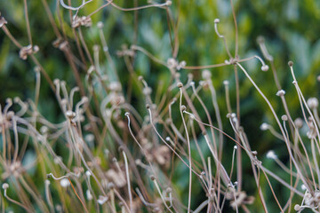 Obraz premium Dried Cottony Seed Heads of Anemone x Hybrida Whirlwind Japanese Anemone on Tall Stems in Bright January Winter Morning Sunlight