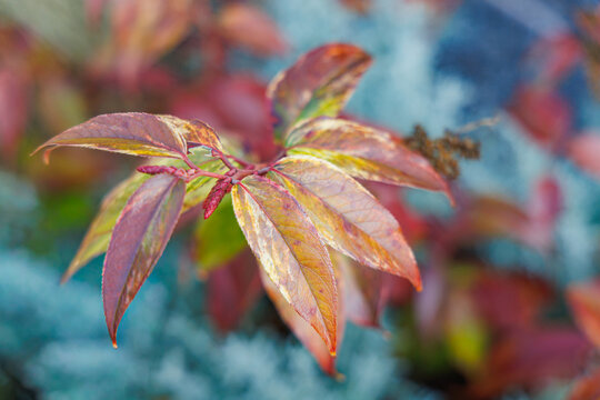 Glossy Burgundy Winter Foliage of Leucothoe Fontanesiana Drooping Laurel Shrub in Bright Sunlight on a Sunny January Morning