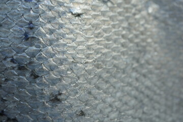 macro texture of trout fish scales with natural gradient from light silver to dark tones. Detailed close-up of fresh red fish skin with shiny, wet surface and organic pattern. Perfect for backgrounds, © Анна Климчук