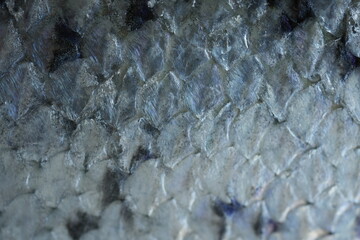 macro texture of trout fish scales with natural gradient from light silver to dark tones. Detailed close-up of fresh red fish skin with shiny, wet surface and organic pattern. Perfect for backgrounds, © Анна Климчук