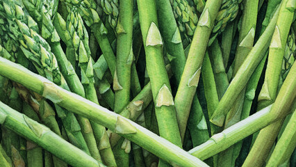 Fototapeta premium Hand-painted watercolor illustration of asparagus in full frame composition, dense overlapping spears with fresh green tones and clean natural texture, perfect for food background.