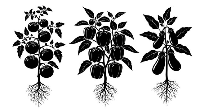 Black and white illustration of tomato, pepper, and eggplant plants with roots and leaves on a white background plant vegetable garden tomato pepper root leaf