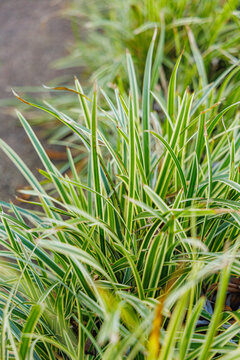 Variegated Japanese Sedge Carex Morrowii Ice Dance Foliage in Bright Morning Sunlight on a Sunny Winter Day in January Garden