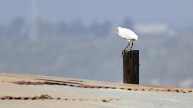 Cattle Egret (Bubulcus ibis) perched on a wooden post next to a farm roof