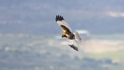 Obraz premium Male Western Marsh Harrier (Circus aeruginosus) flying low during spring migration, Akrotiri Peninsula, Cyprus