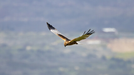 Obraz premium Male Western Marsh Harrier (Circus aeruginosus) flying low during spring migration, Akrotiri Peninsula, Cyprus