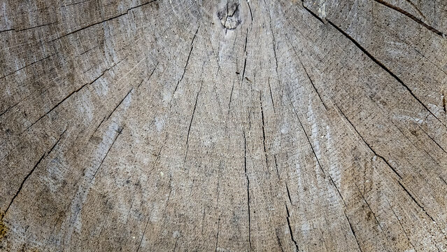 abstract weathered wooden background. a close-up top view of a tree stump, illustrating the cross-section of a felled tree. banner with copy space.