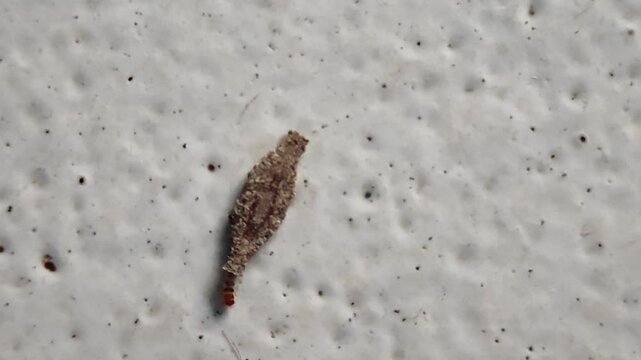Detailed macro shot of a bagworm larva moving slowly across a home floor. Indoor pest activity, hygiene concern, tiny case-bearing insect captured on textured surface.