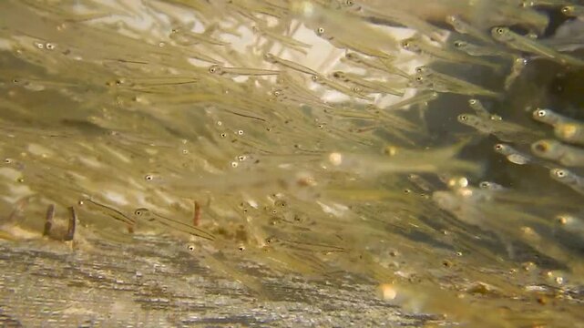 Junge &Auml;schen als Fischbrut kurz nach dem Schlupf aus dem Ei in der Fischzucht mit Unterwasservideo