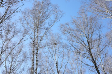 Fototapeta premium Bare birch trees reach toward clear blue sky. Bird's nest hangs high among thin branches. Spring time