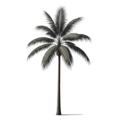 Obraz premium Graceful silhouette of a lone palm tree against a plain backdrop isolated on transparent background