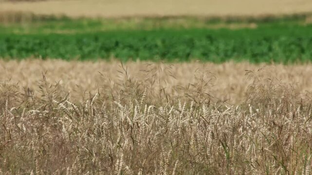 Heat shimmer over wheat field in summer