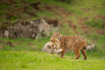 Successful Hunt: Iberian Lynx Carrying a Rabbit © Jaime