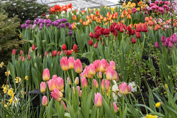 Fototapeta premium Spring flowers on exhibition in the Botanic Gardens of Moscow State University