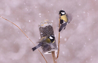 Flight dynamics of great tits and white snowflakes... © chermit